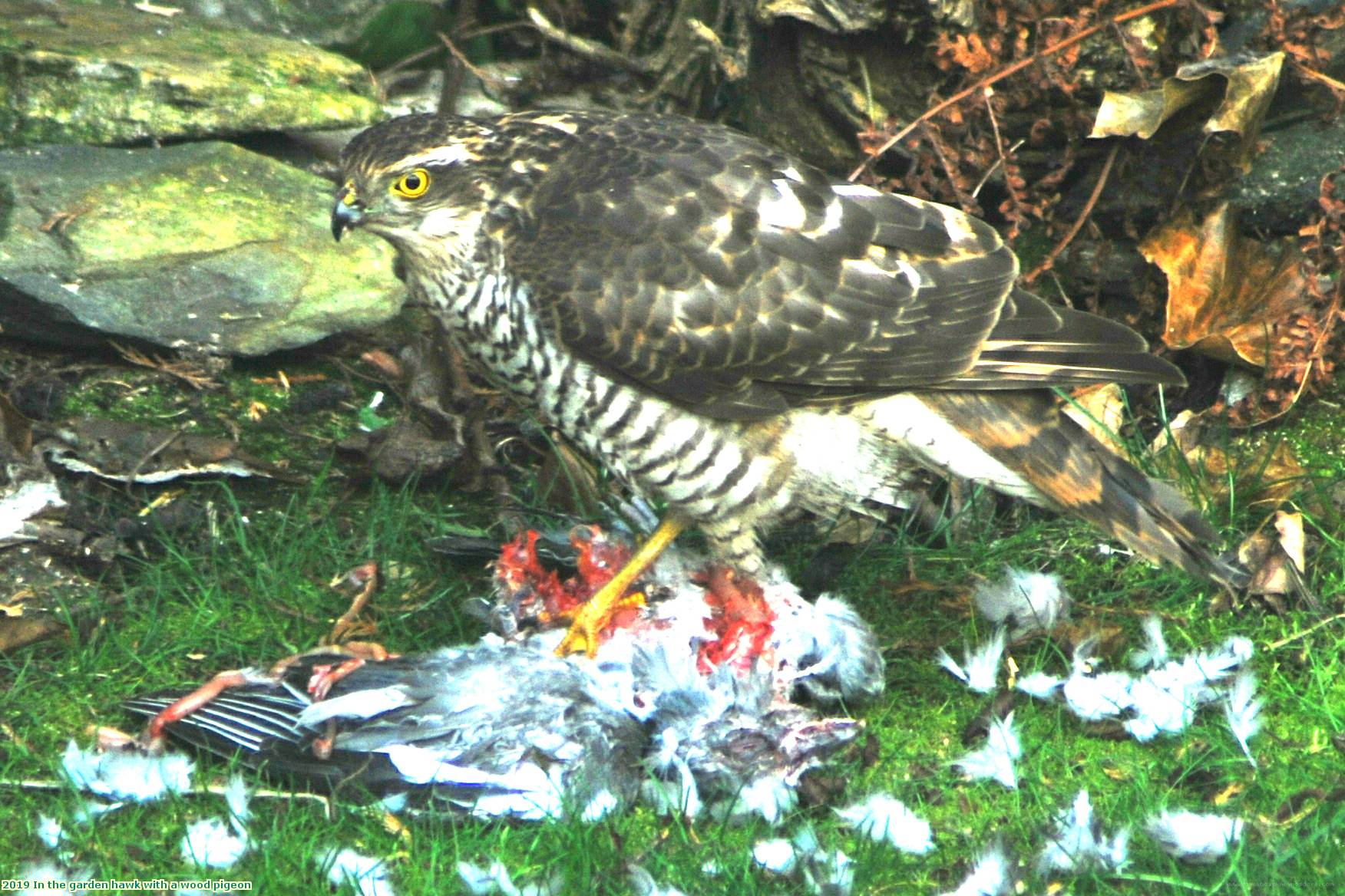 2019 In the garden hawk with a wood pigeon