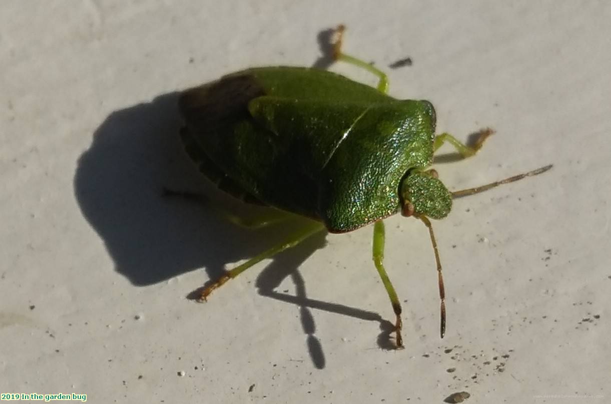 2019 In the garden bug