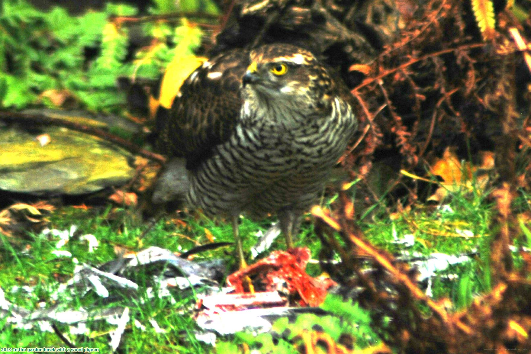 2019 In the garden hawk with a wood pigeon