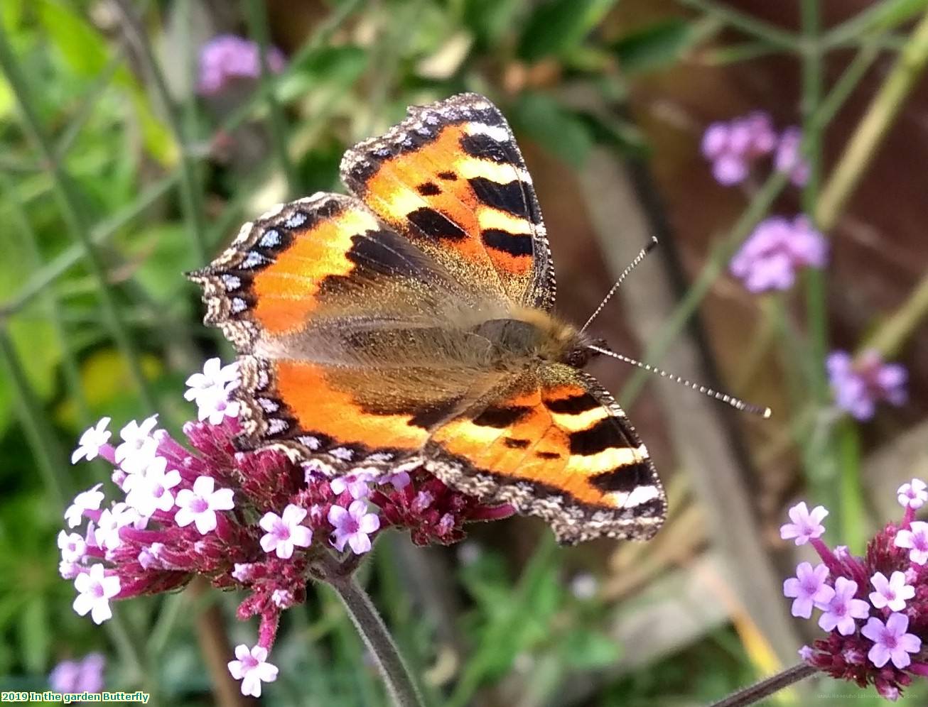 2019 In the garden Butterfly