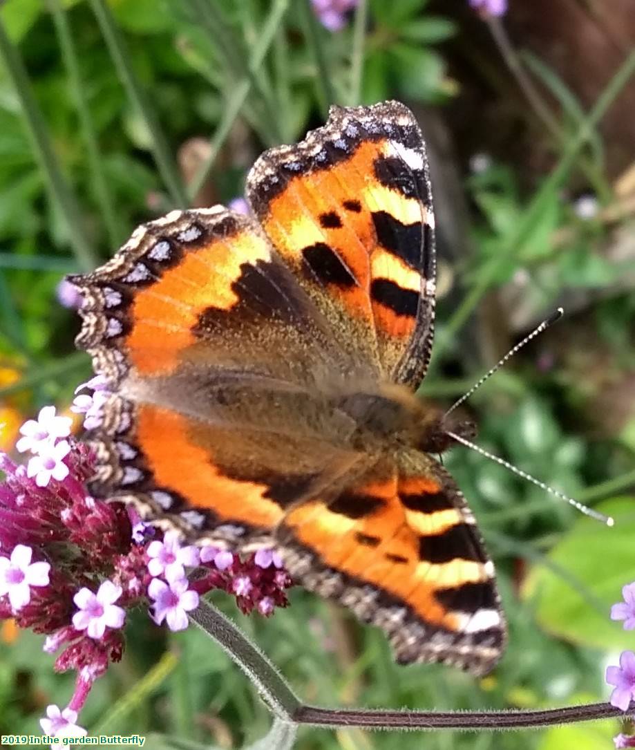 2019 In the garden Butterfly