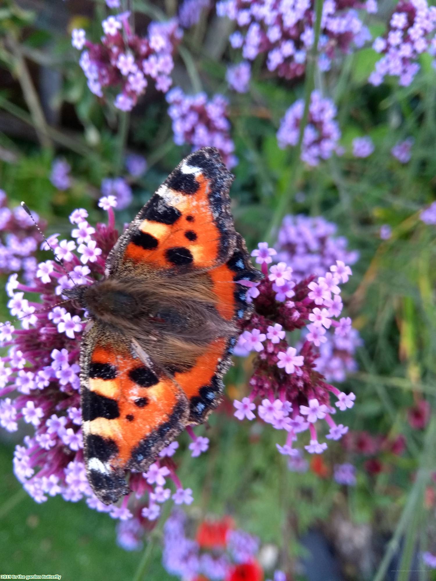 2019 In the garden Butterfly