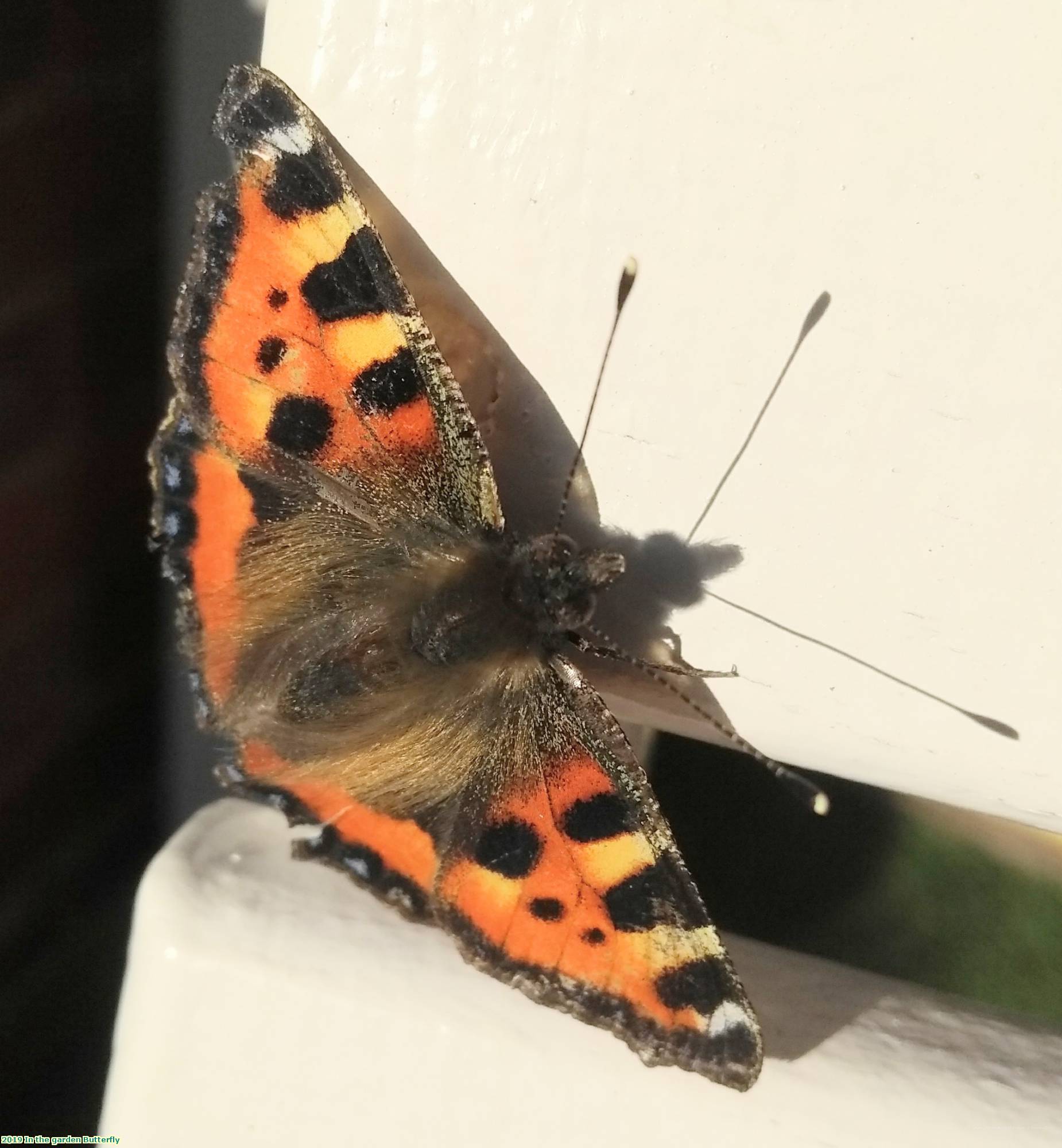 2019 In the garden Butterfly