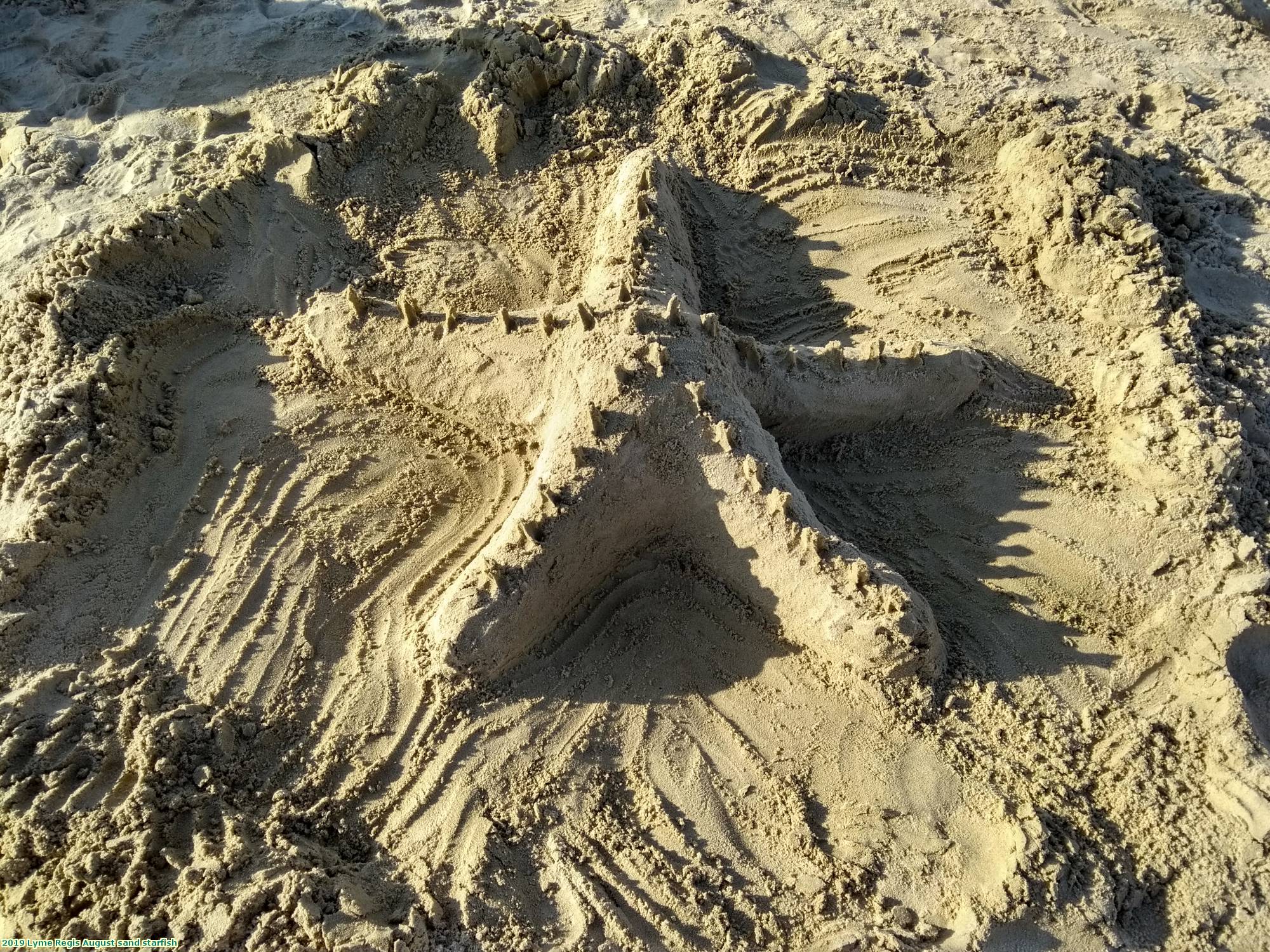 2019 Lyme Regis August sand starfish