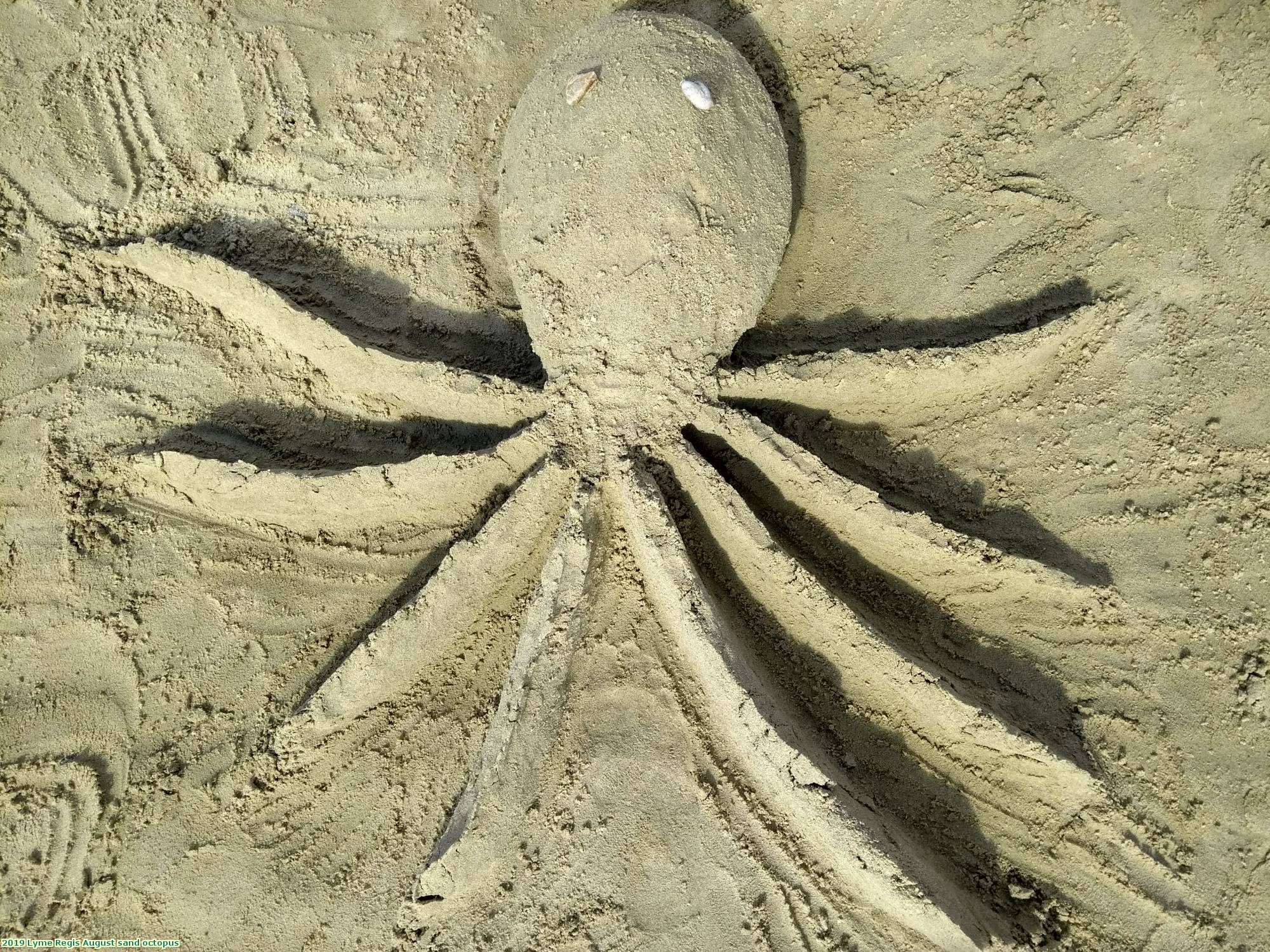 2019 Lyme Regis August sand octopus