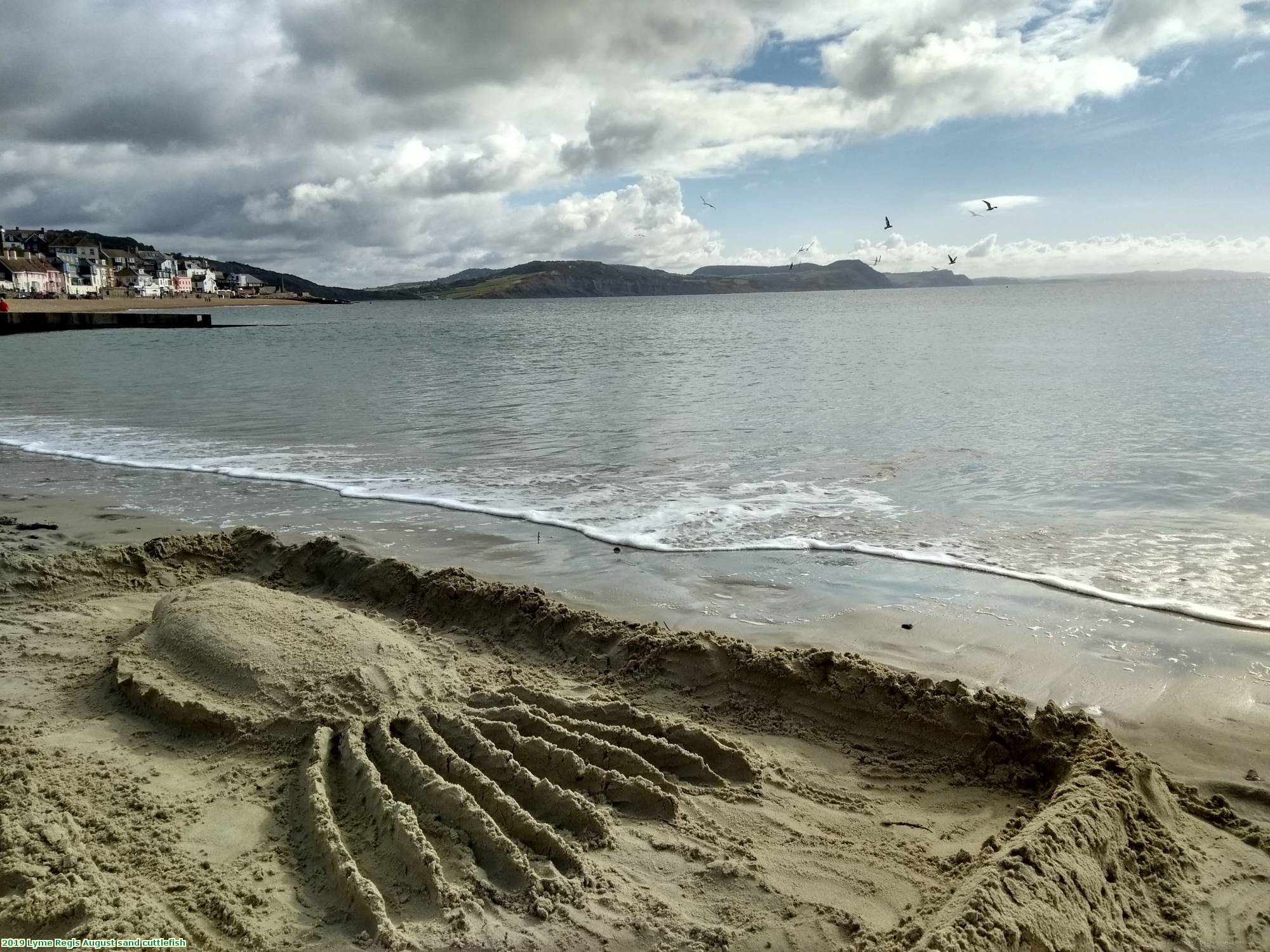 2019 Lyme Regis August sand cuttlefish