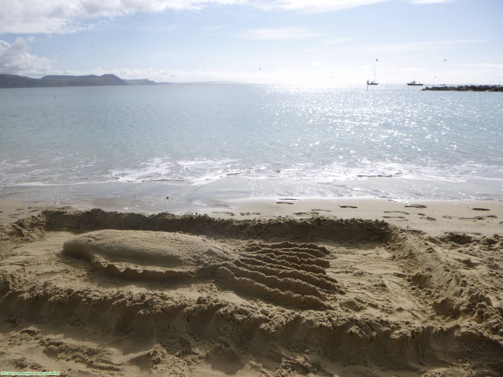 2019 Lyme Regis sand cuttlefish