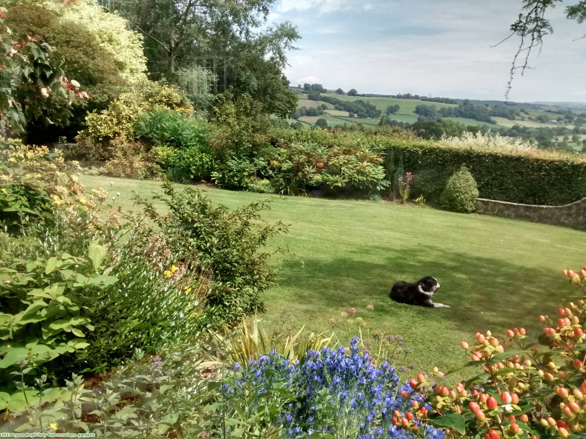 2019 Lyme Regis July Burrows farm gardens