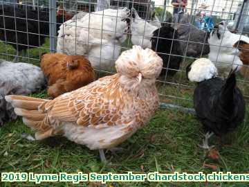  lymesept 2019 Lyme Regis September Chardstock chickens