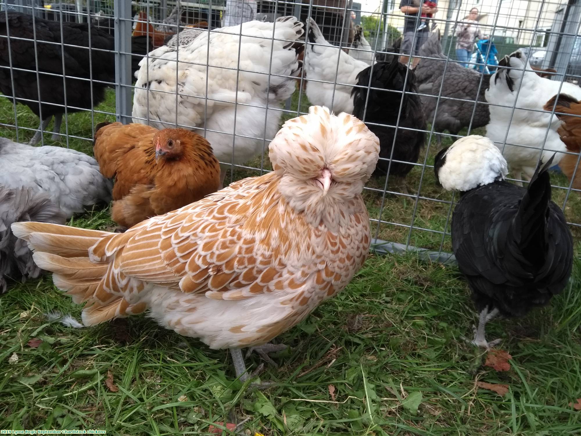 2019 Lyme Regis September Chardstock chickens