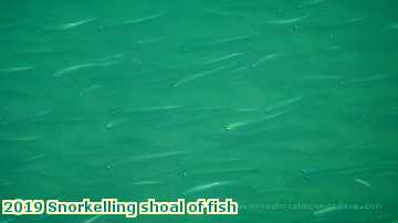  lymesepts 2019 Snorkelling shoal of fish