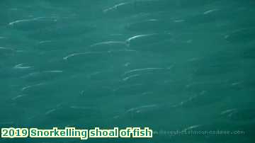  lymesepts 2019 Snorkelling shoal of fish