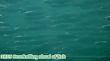  lymesepts 2019 Snorkelling shoal of fish