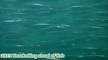  lymesepts 2019 Snorkelling shoal of fish