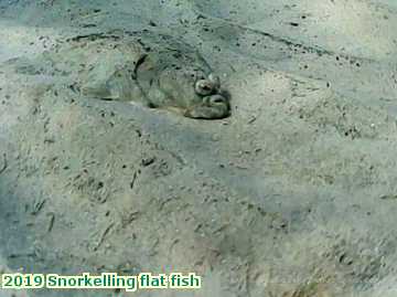  lymesepts 2019 Snorkelling flat fish