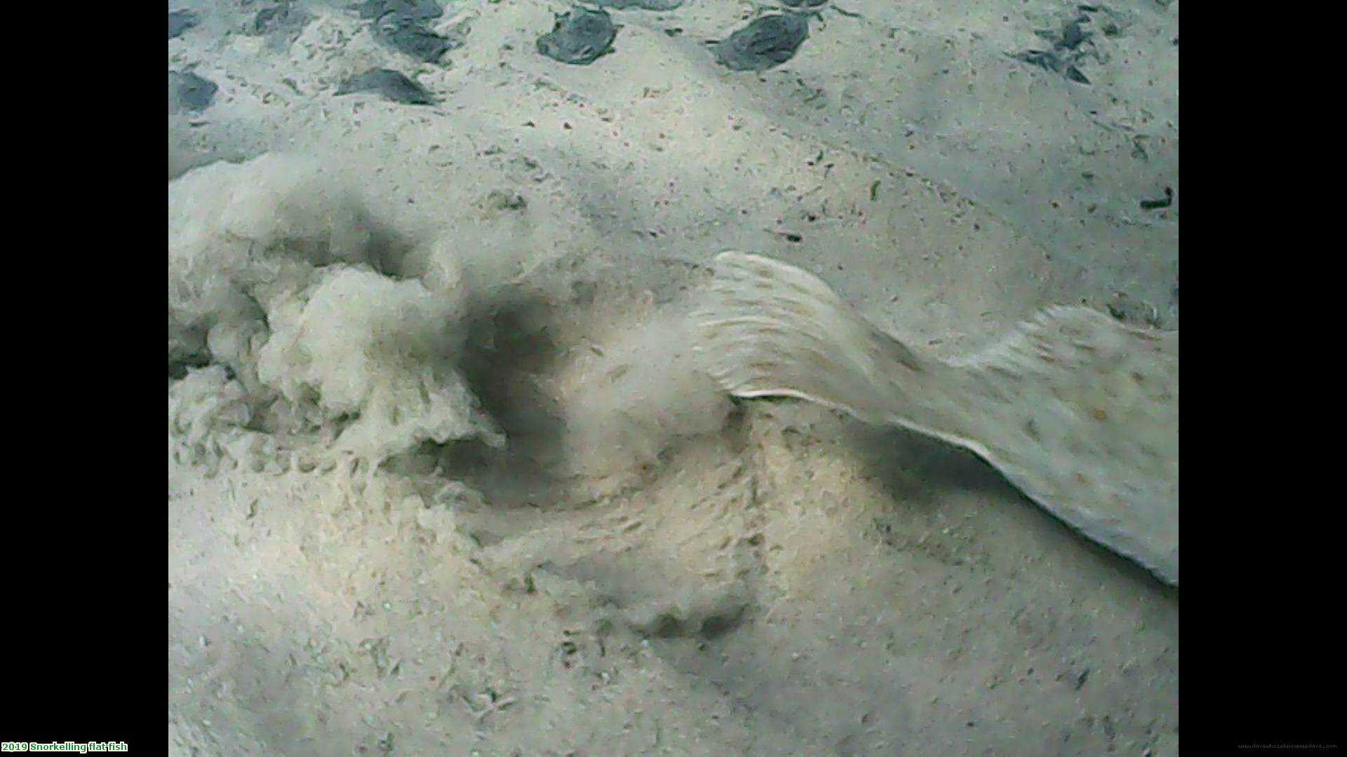 2019 Snorkelling flat fish