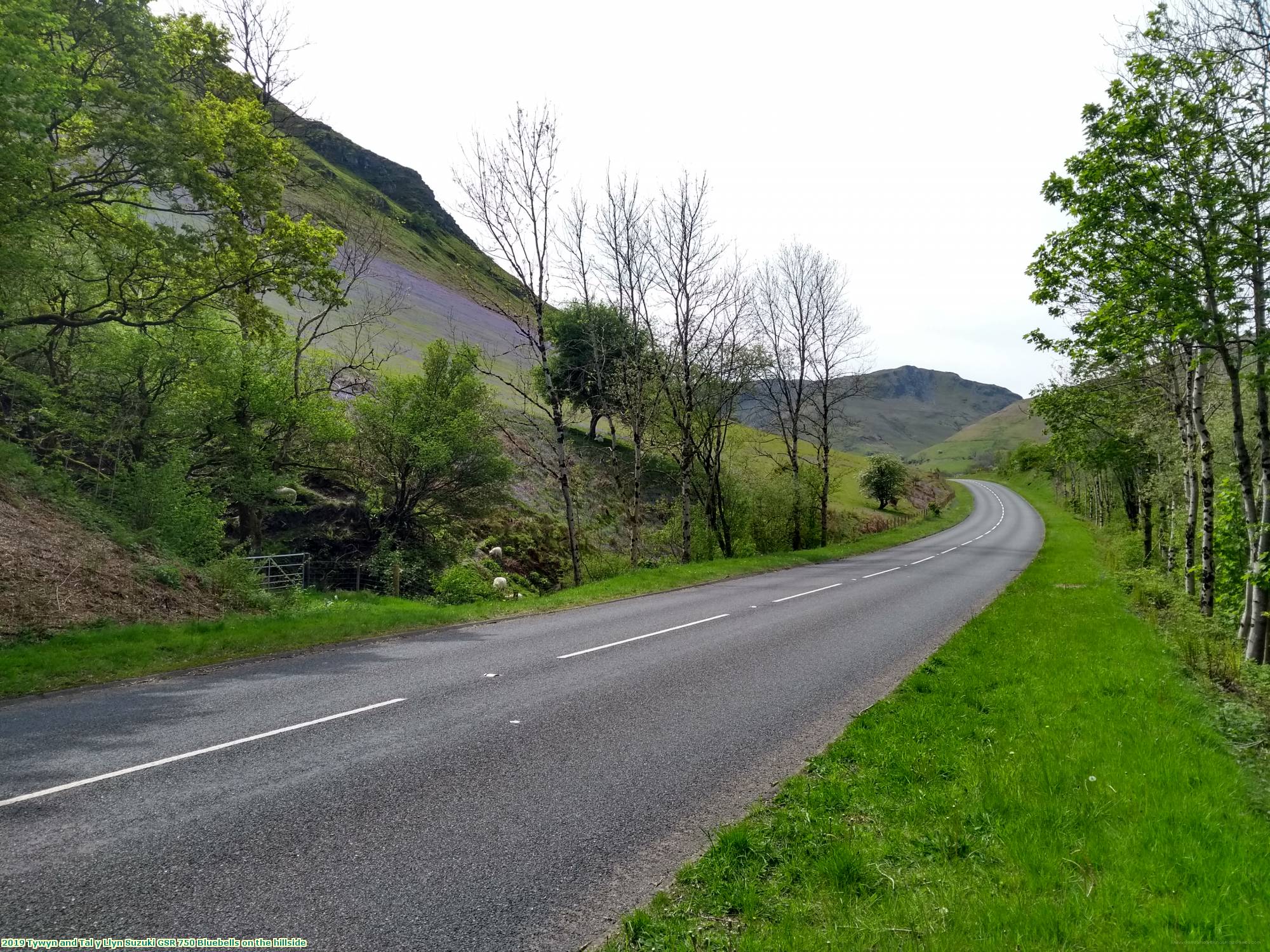 2019 Tywyn and Tal y Llyn Suzuki GSR 750 Bluebells on the hillside