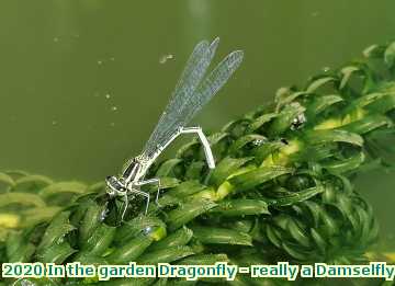  garden 2020 In the garden Dragonfly - really a Damselfly