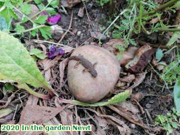  garden 2020 In the garden Newt