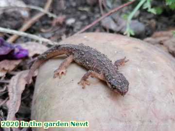  garden 2020 In the garden Newt