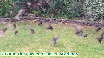  garden 2020 In the garden Startled starlings