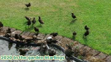  garden 2020 In the garden Starlings