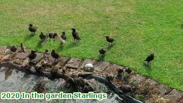  garden 2020 In the garden Starlings