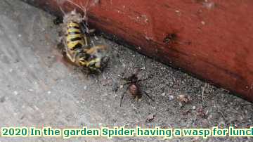  garden 2020 In the garden Spider having a wasp for lunch