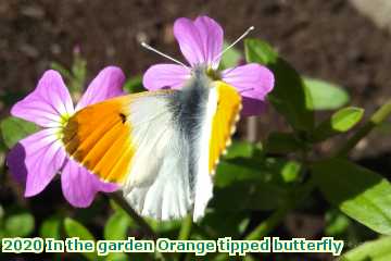  garden 2020 In the garden Orange tipped butterfly