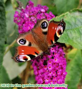  garden 2020 In the garden Peacock butterfly