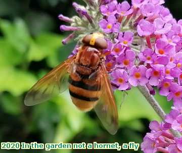  garden 2020 In the garden not a hornet, a fly