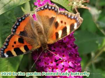  garden 2020 In the garden Painted Lady butterfly