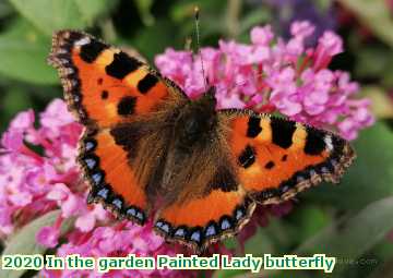  garden 2020 In the garden Painted Lady butterfly