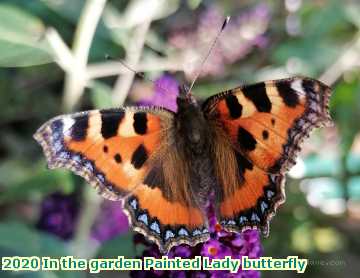  garden 2020 In the garden Painted Lady butterfly