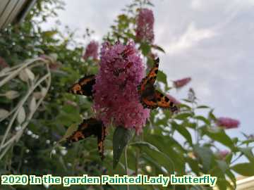  garden 2020 In the garden Painted Lady butterfly