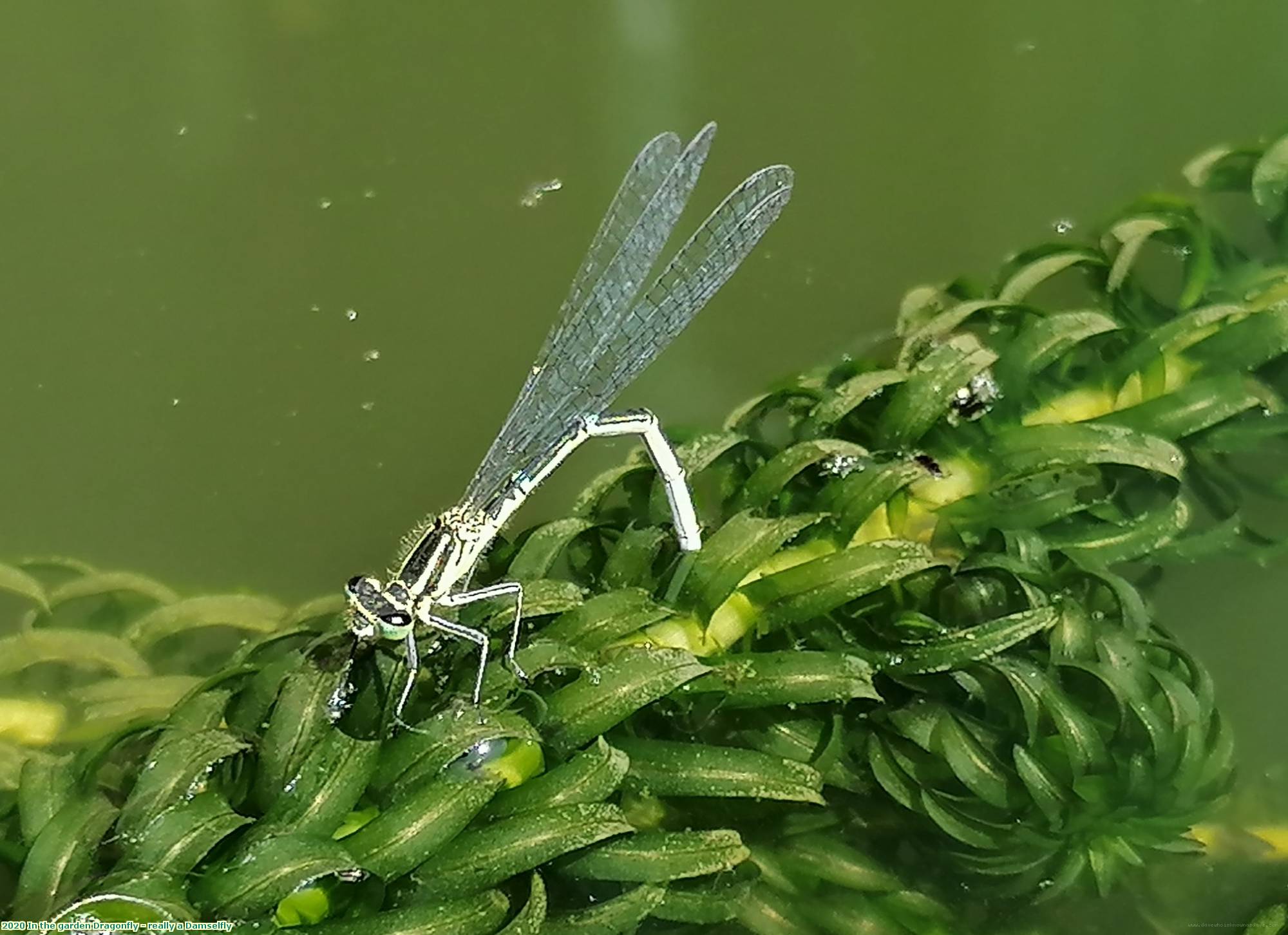 2020 In the garden Dragonfly - really a Damselfly