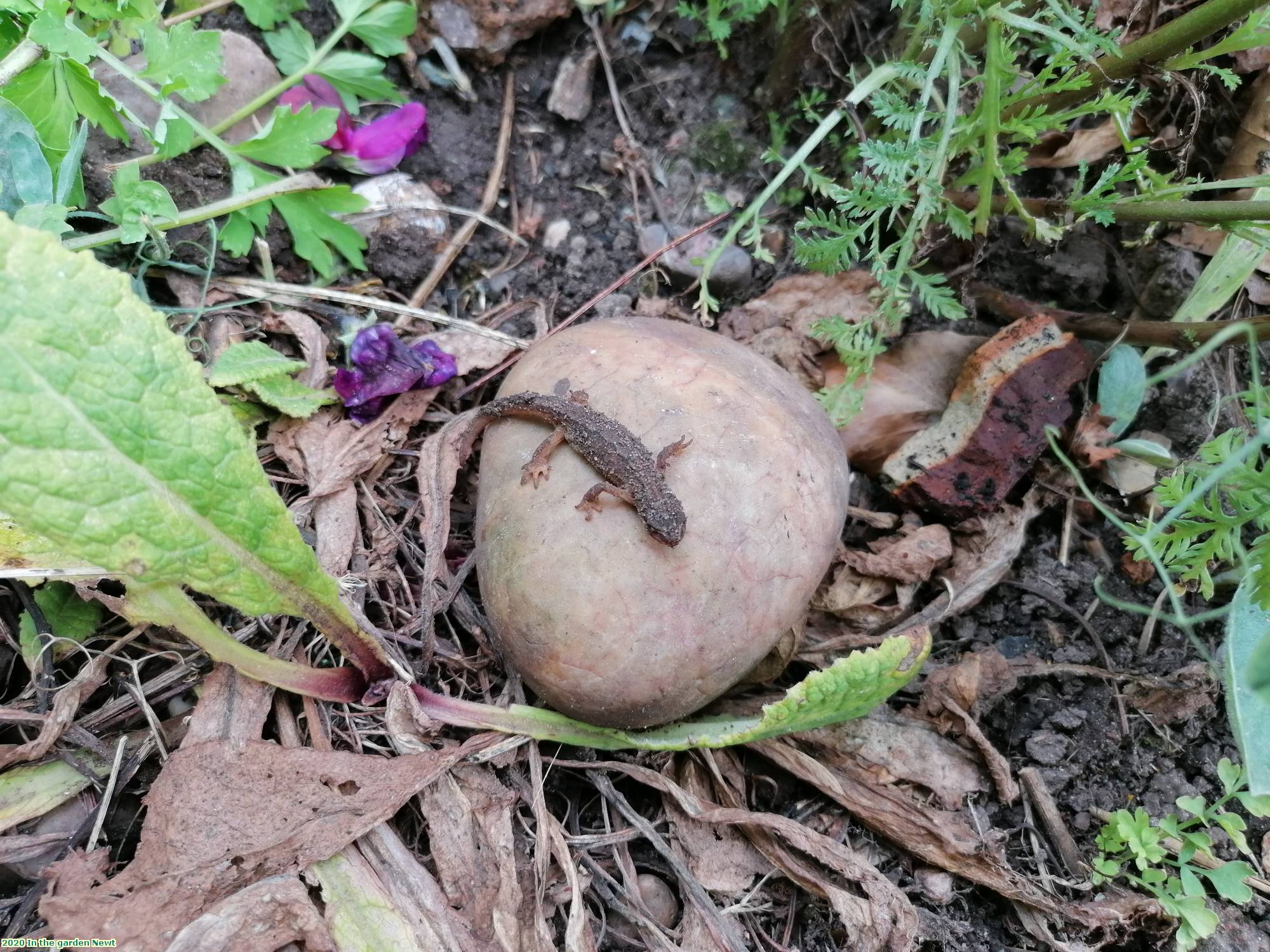 2020 In the garden Newt