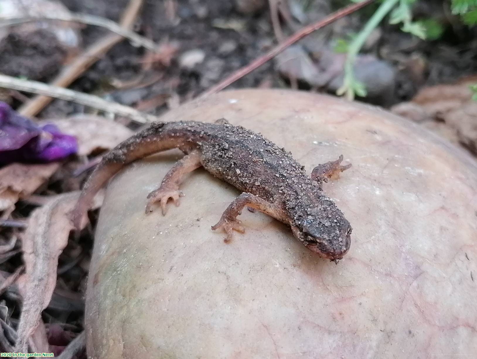 2020 In the garden Newt