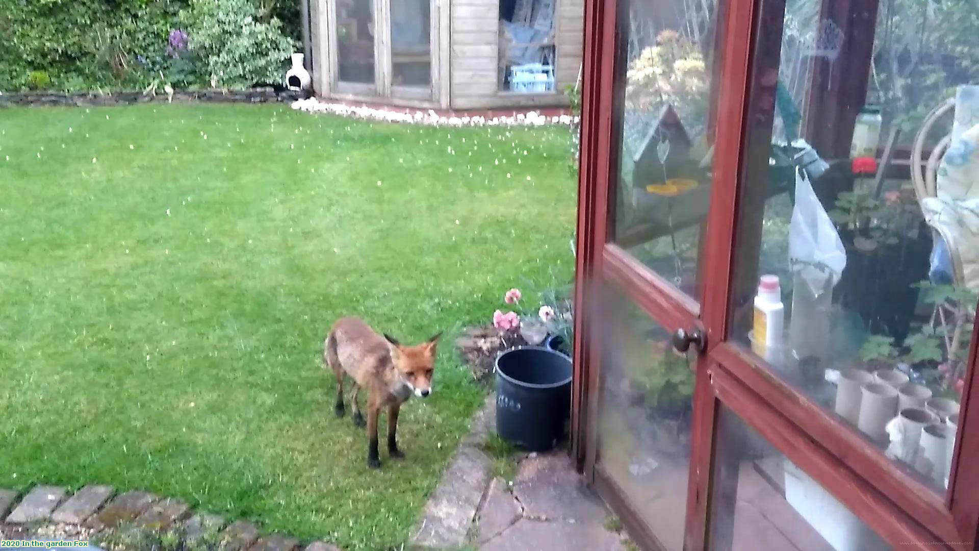 2020 In the garden Fox