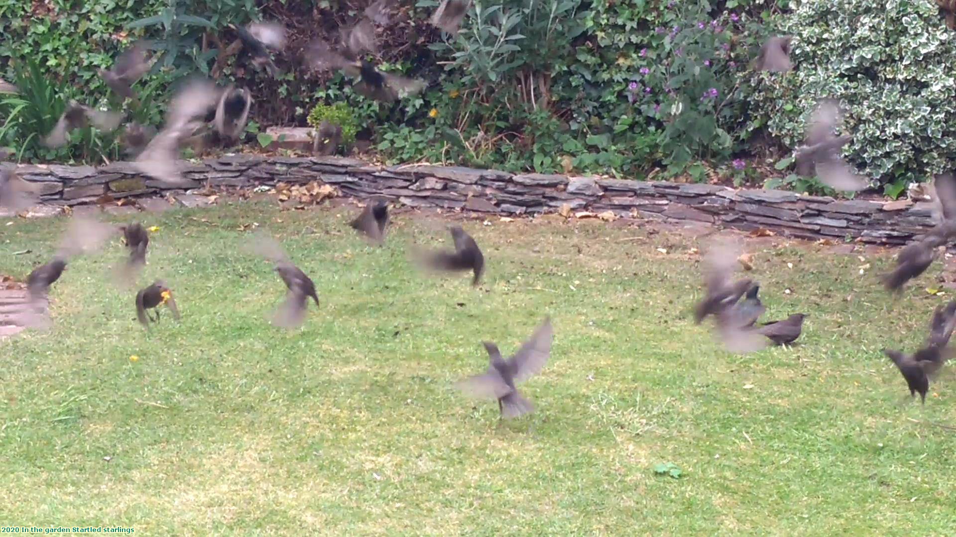 2020 In the garden Startled starlings