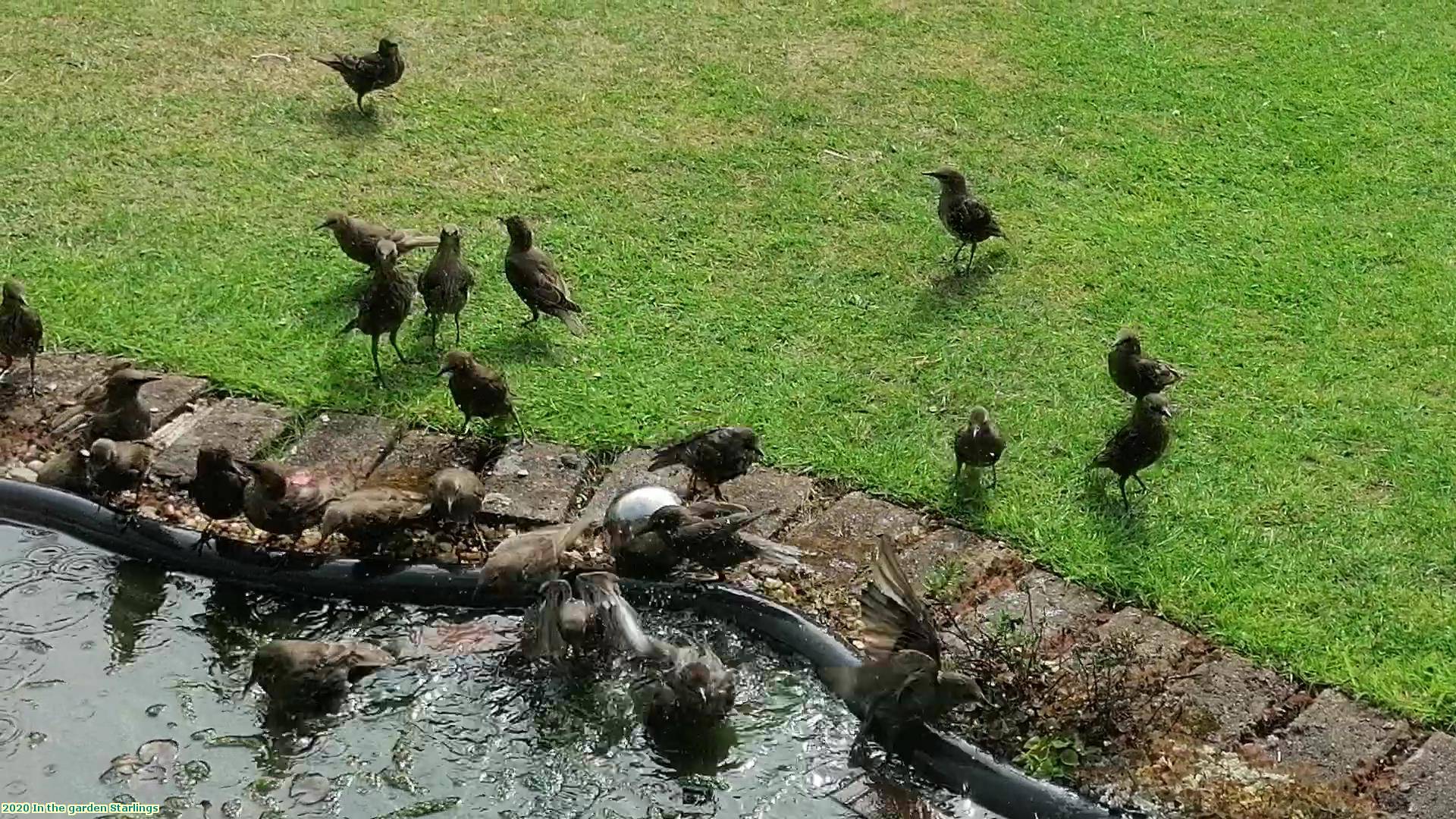 2020 In the garden Starlings