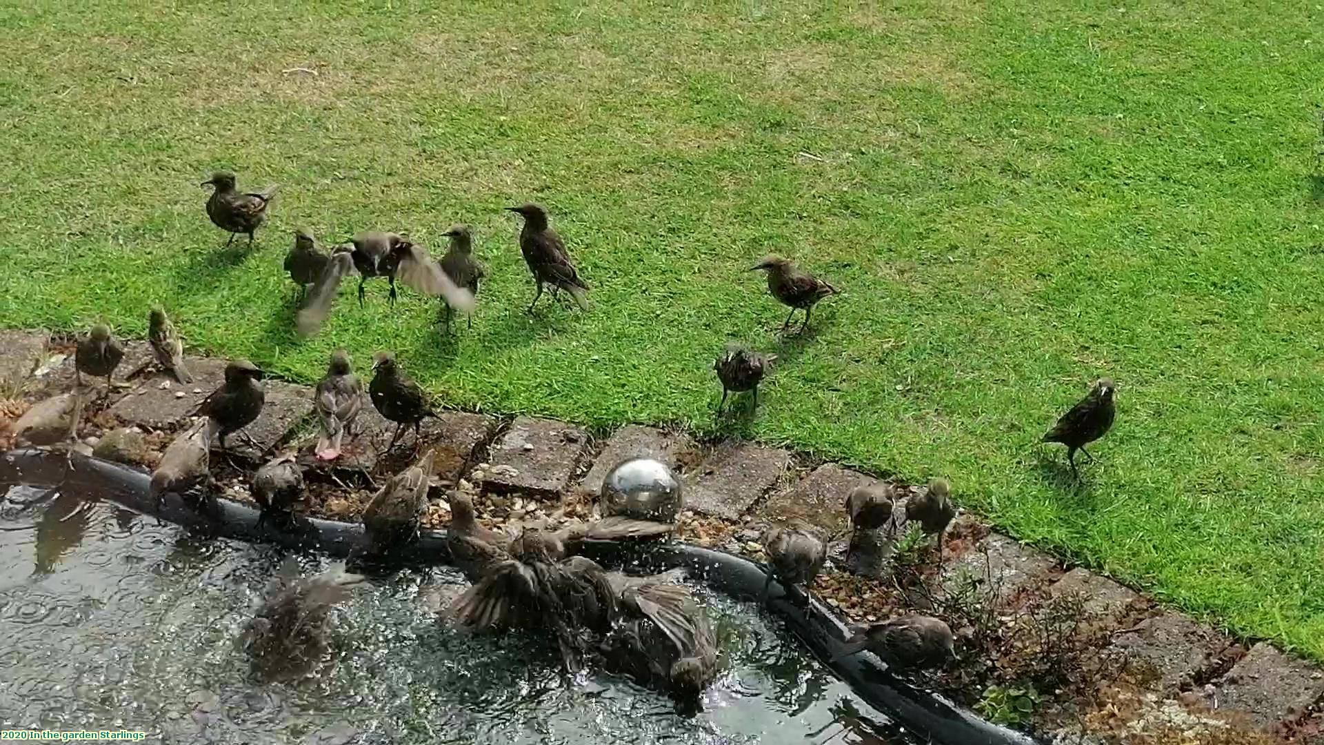 2020 In the garden Starlings