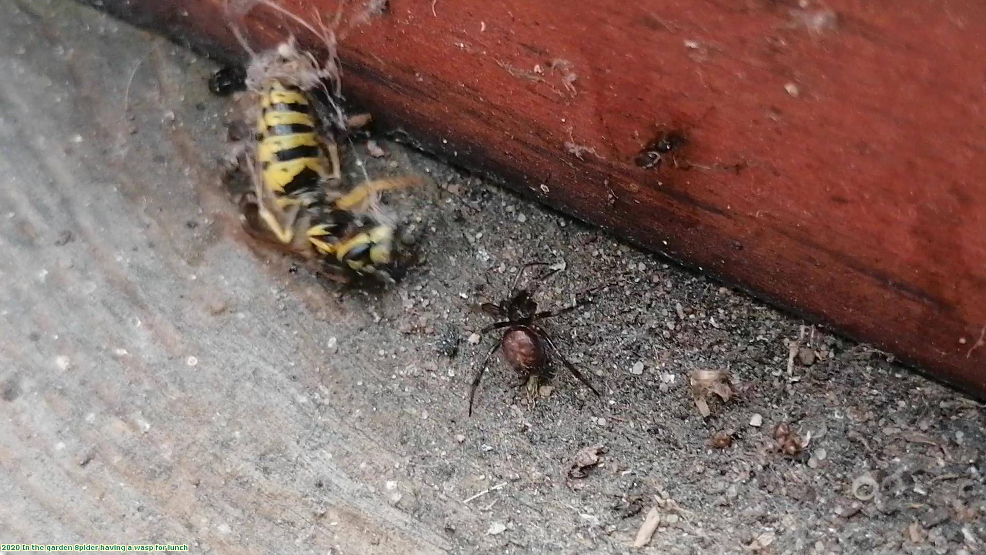 2020 In the garden Spider having a wasp for lunch