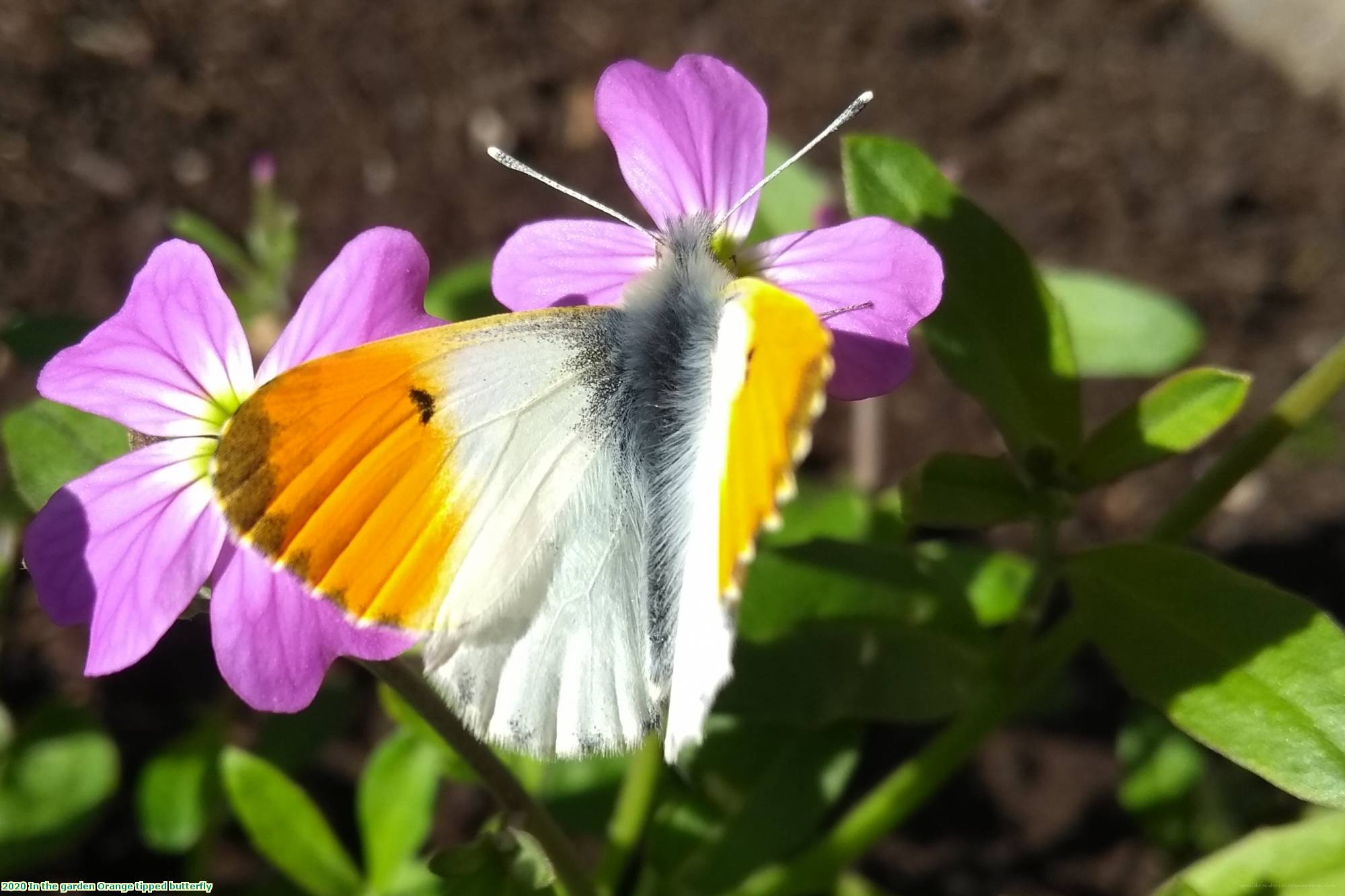 2020 In the garden Orange tipped butterfly