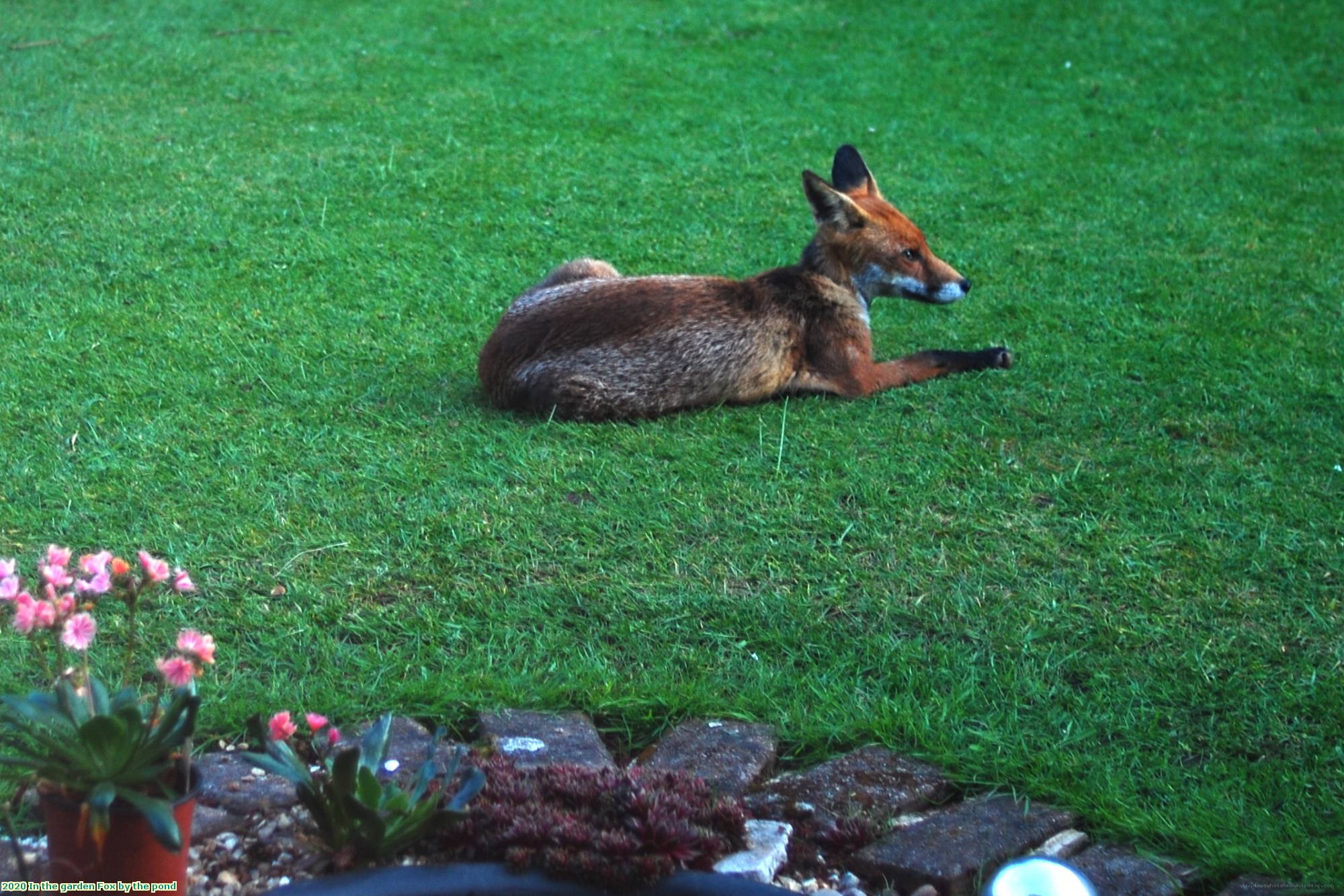 2020 In the garden Fox by the pond