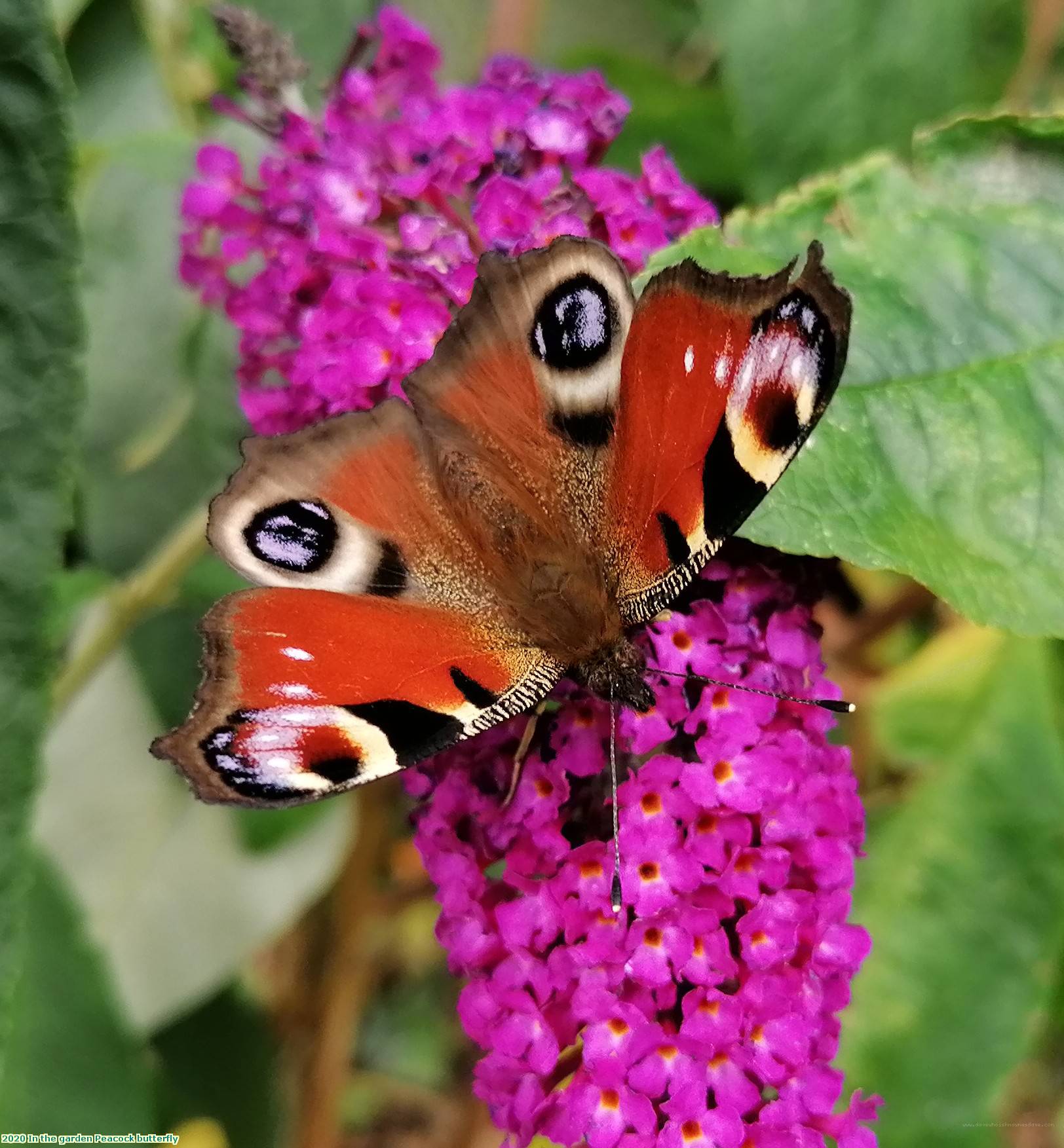 2020 In the garden Peacock butterfly