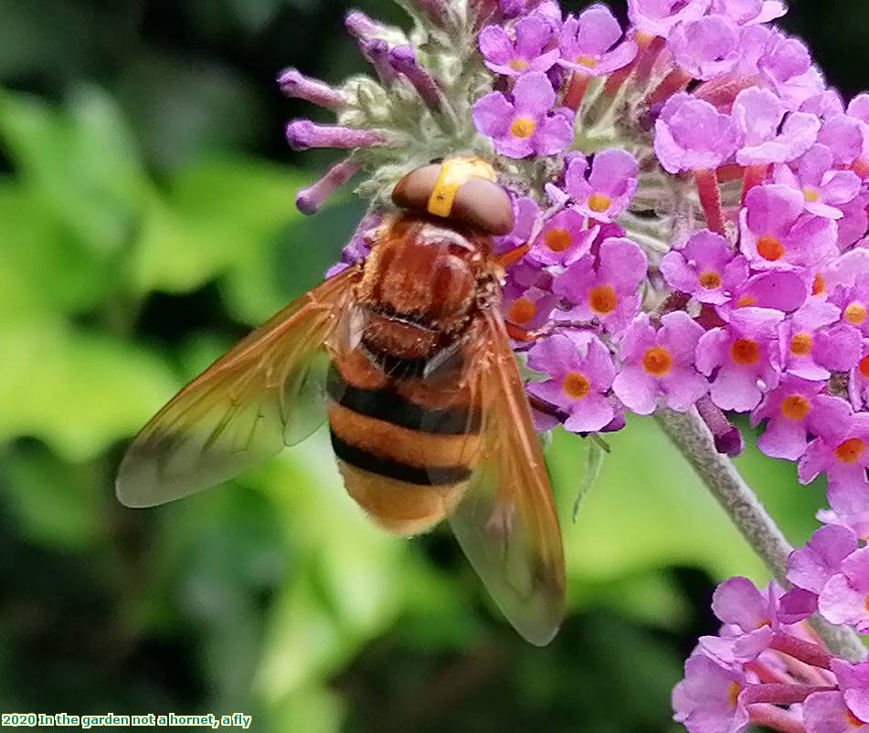 2020 In the garden not a hornet, a fly