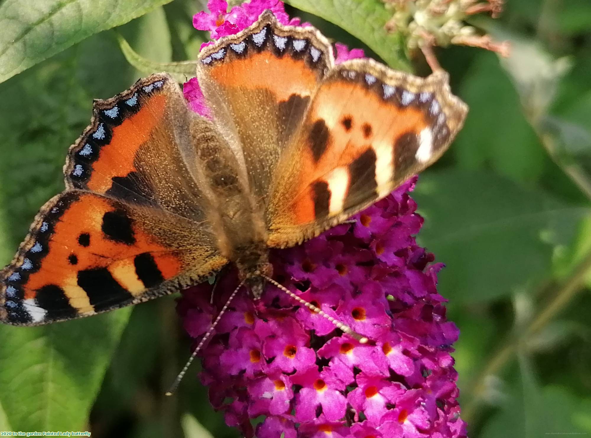 2020 In the garden Painted Lady butterfly