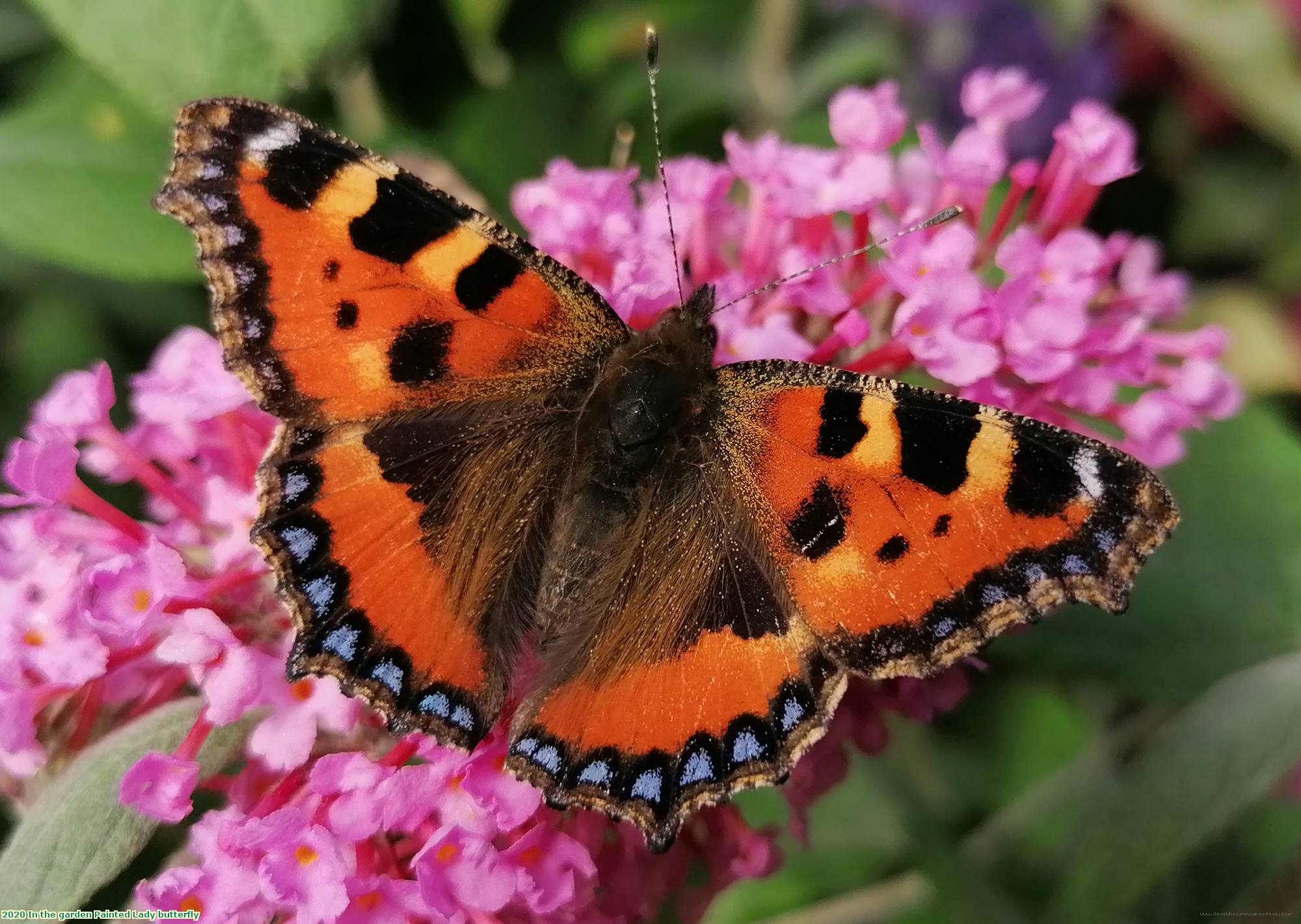 2020 In the garden Painted Lady butterfly