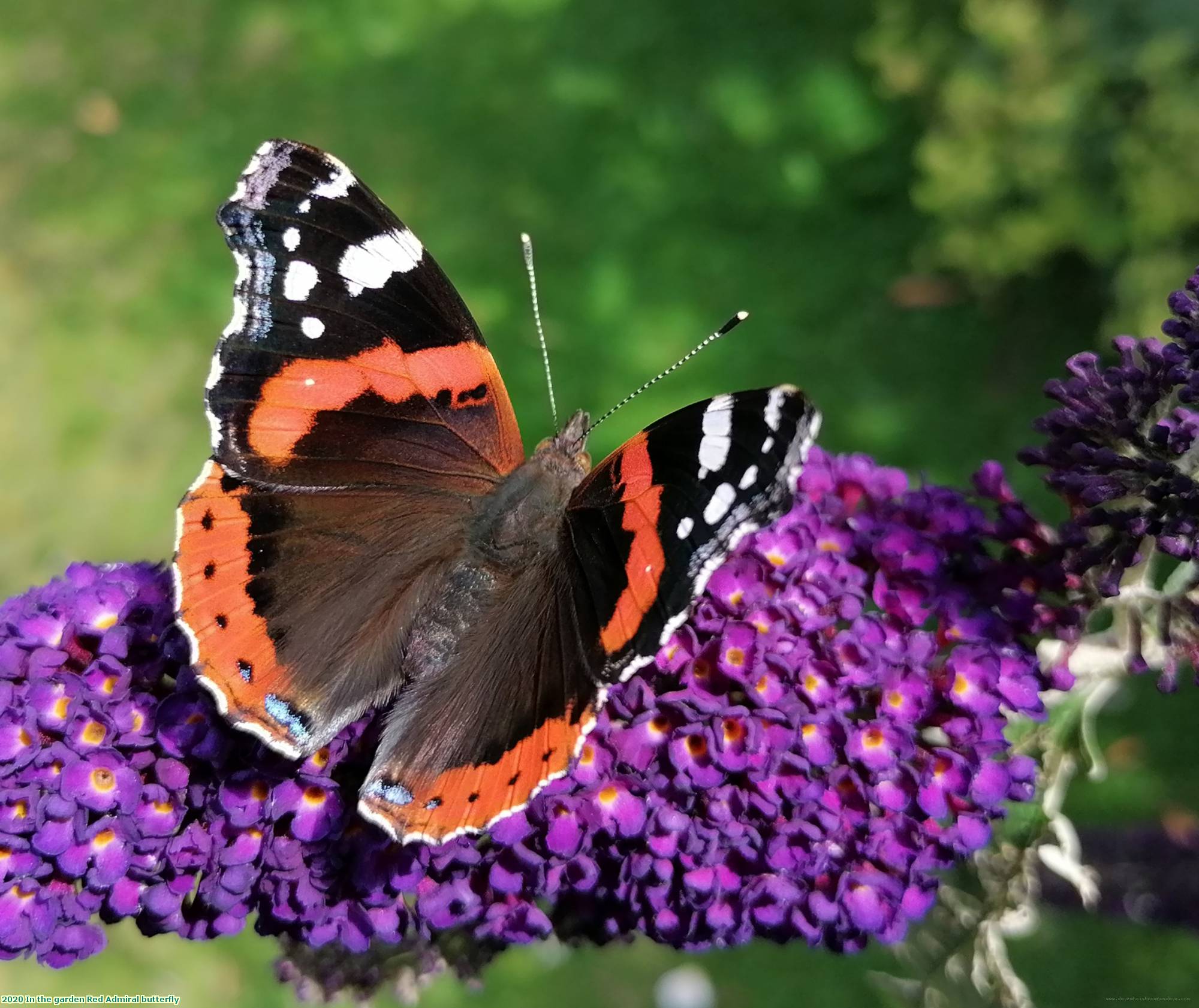 2020 In the garden Red Admiral butterfly